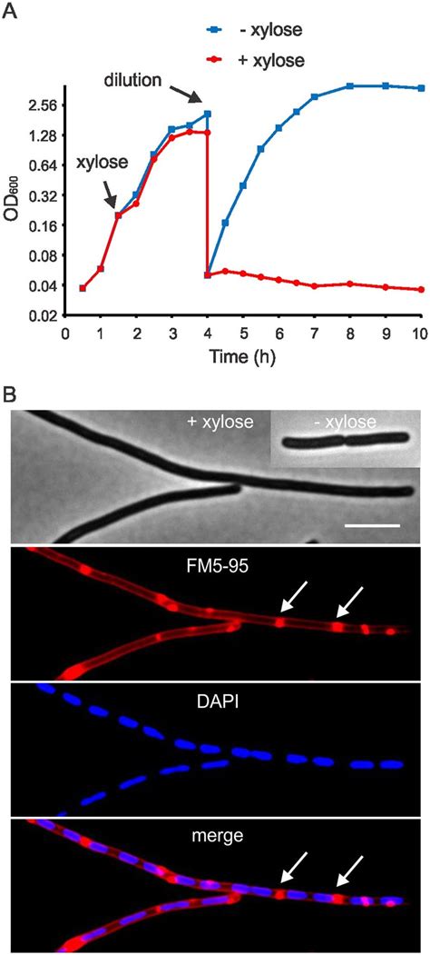 Sepf Overexpression In B Subtilis A Growth Curve Of B Subtilis