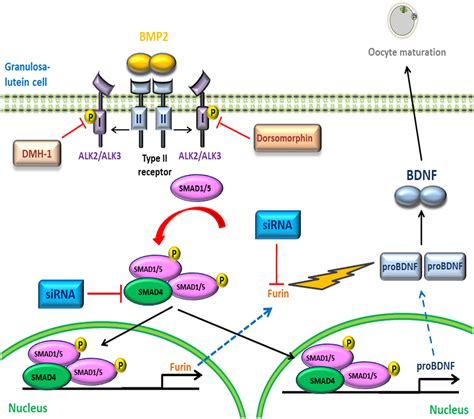 BMP2 Increases The Production Of BDNF Through The Upregulation Of