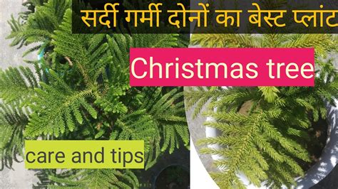 How To Grow Christmas Tree Care And Tips Christmas Plant YouTube