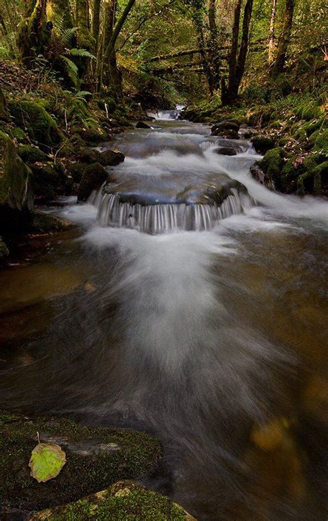 A Stream Running Through A Lush Green Forest