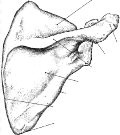 Parts Of Scapula Posterior Diagram Quizlet