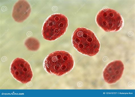 Cyst Of Giardia Intestinalis Protozoan Royalty Free Illustration