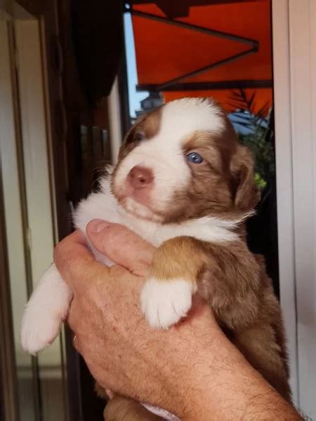 Vendita Cucciolo Australian Shepherd Da Privato A Terni Meravigliosi