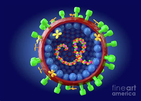 Influenza A Virus Photograph By Roger Harrisscience Photo Library Pixels