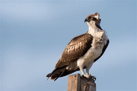 Get To Know This Years Featured World Migratory Bird Day Species