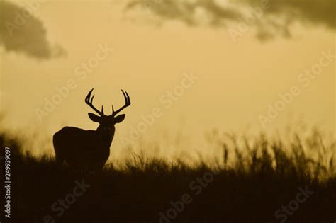 Whitetail Deer buck - silhouette in prairie landscape - Buy this stock ...