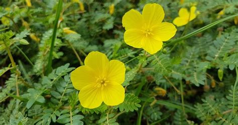 Bienfaits du Tribulus Terrestris par Vincent Brillouet Naturopathe Mérignac