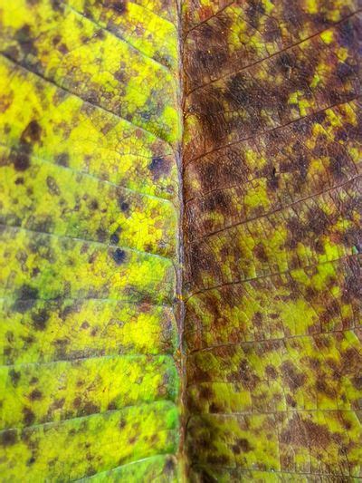 Rust On Plumeria Leaves Recognizing And Managingg Rust Of Plumeria Plants