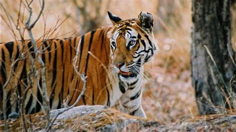 Bandhavgarh Tiger Reserveचक्रधारा की चाल ने किया सैलानियों को मोहित वायरल हुई अदाएं