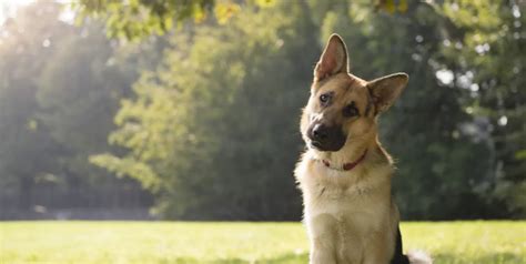 Por qué tu perro inclina la cabeza cuando le hablas Notiespartano