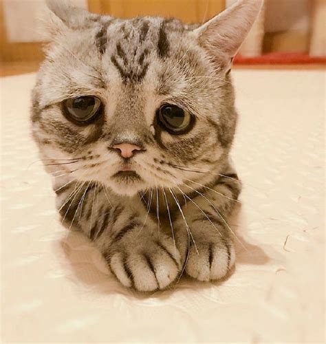 16 Sad Animals Who Are Just Waiting for Your Cuddles