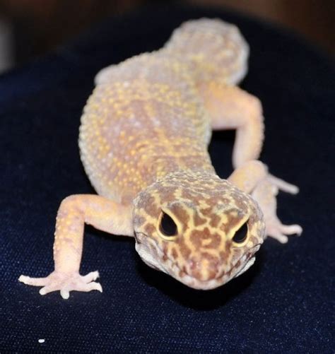 Leopard Gecko Morphs - Learn About Nature