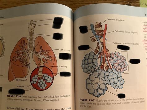 Lower Respiratory Tract Diagram Quizlet