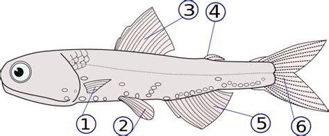 Fish Fin Wikiwand