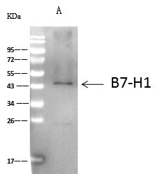 Anti Pd L B H Antibody Mouse Mab Mm Sino Biological