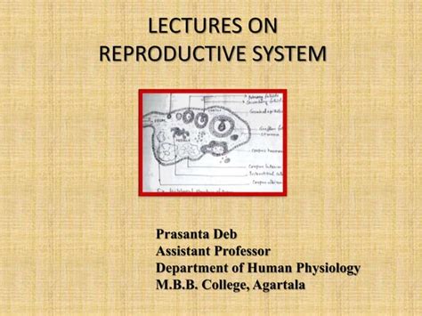 Humanphysiology Oogenesis Spermatogenesis Fertilization Ppt