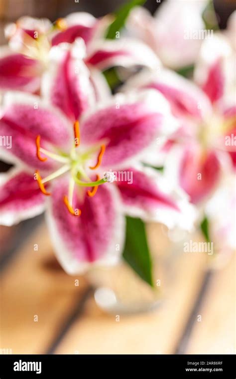 White stargazer lily flower on hi-res stock photography and images - Alamy