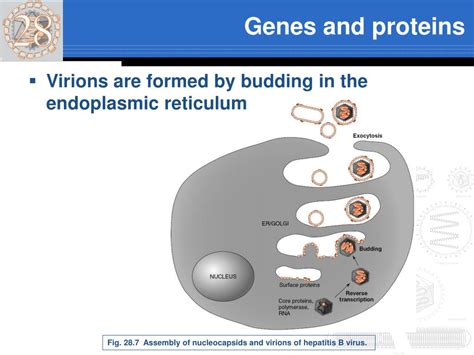 PPT - Hepadnaviruses - Hepadnaviridae PowerPoint Presentation, free ...