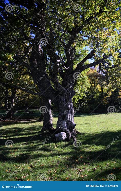 Selective Focus On The Old Beech Tree With Gnarled Trunk And Verdant