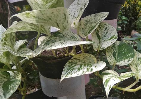 Marble Queen Pothos A Guide To Propagation And Care Hort Zone