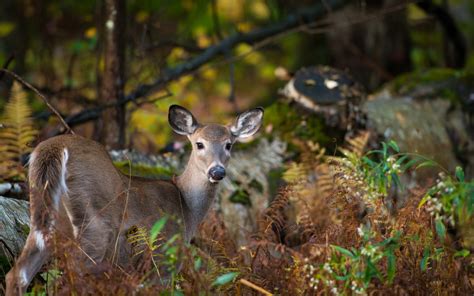 Bakgrundsbilder skog rådjur natur vilda djur och växter fauna