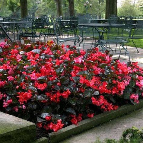 Begonia Wax Red Flower Seeds Begonia Semperflorens Red 200seeds