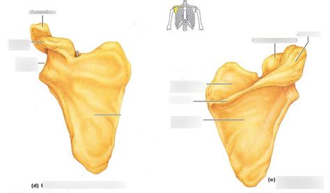 Scapular Diagram | Quizlet