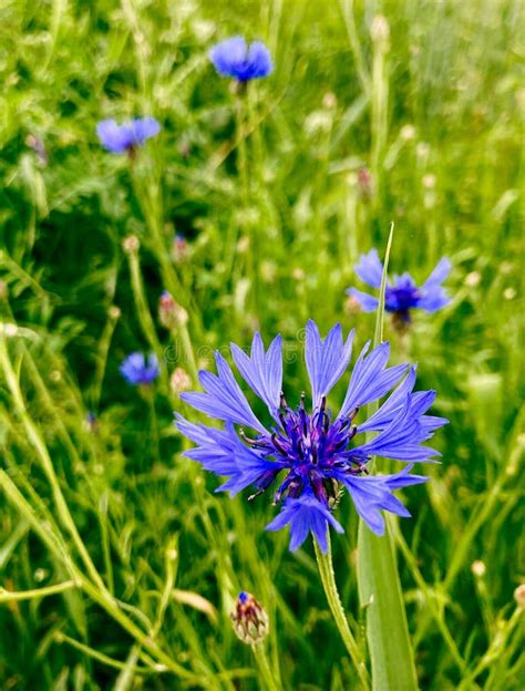 Close Up Of Blue Cornflower Flower Blue Cornflower Herb Or Bachelor