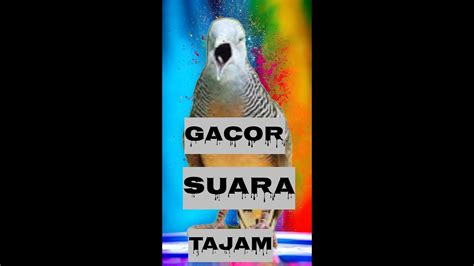 PERKUTUT GACOR SUARA TAJAM SALAH SATU KEISTIMEWAAN DARI BURUNG