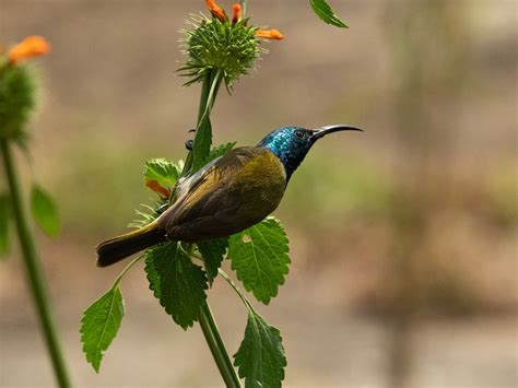 Rwanda Birding Tour Birdwatching Safaris Gorilla Trekking