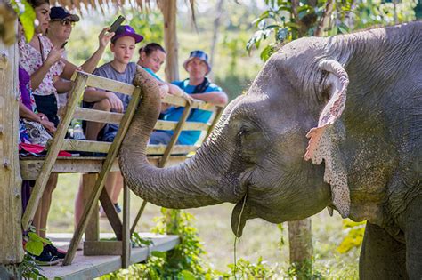 Phuket Elephant Sanctuary Phuket Day Tour Freedom Destinations