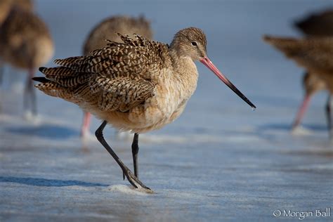 Marbled Godwit Limosa Fedoa Sands Beach Goleta Santa B Flickr