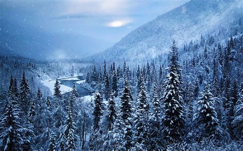 HD wallpaper: pine tree lot, winter, snow, trees, landscape, Alaska ...