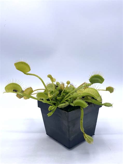 Dionaea Muscipula CK Green Schuppenstiel Carnivors And More