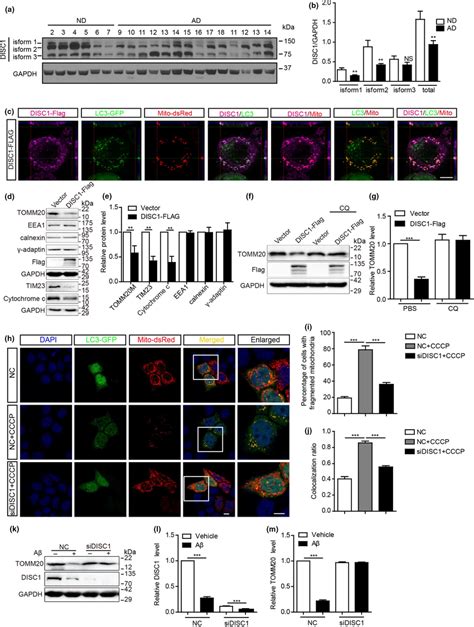 Downregulation Of Disrupted‐in‐schizophrenia‐1 Disc1 In The Brains Of