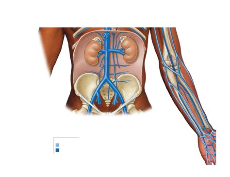 Inferior Vena Cava Diagram Quizlet