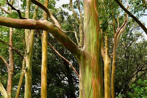 What Are Rainbow Trees In Maui? - Mauihacks