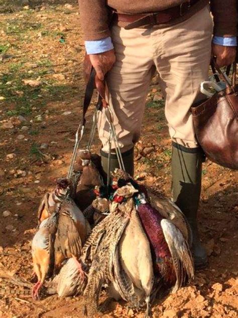 The Best Partridge Shooting In Spain Excellent Pure Andalusia