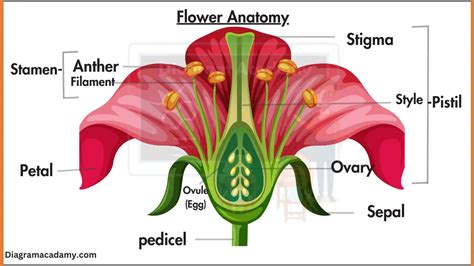 Flower Anatomy Diagram with labels