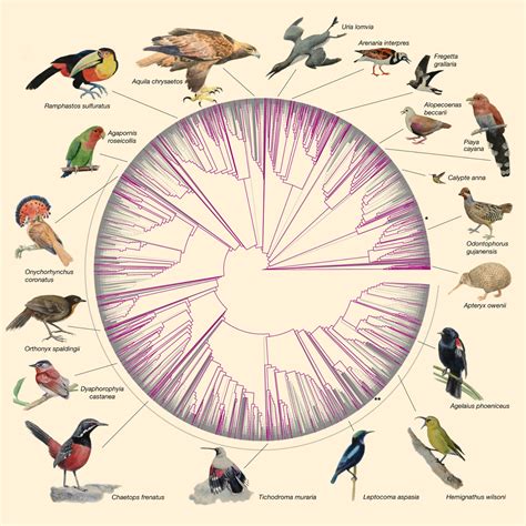 Researchers Sequence Genomes Of 363 Bird Species Genetics Sci News