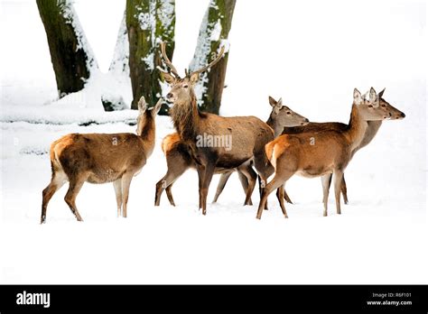 Red deer with family in the wild Stock Photo - Alamy