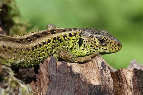 30+ Sand Lizard Uk Stock Photos, Pictures & Royalty-Free Images - iStock