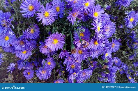 Beautiful Lilac Perennial Aster Blooming In The Garden Stock Image