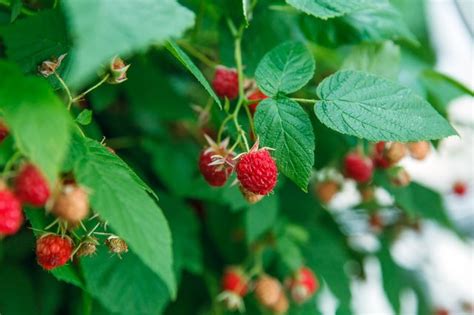 What Are the Side Effects of Red Raspberry Leaf? | livestrong