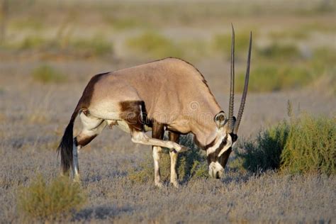 Gemsbok antelope stock photo. Image of horns, southafrica - 27483524