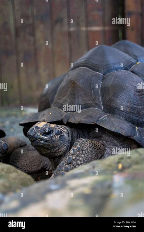 aldabra giant tortoise Stock Photo - Alamy