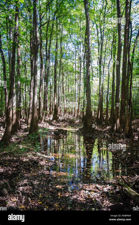 congaree national park stock photo alamy