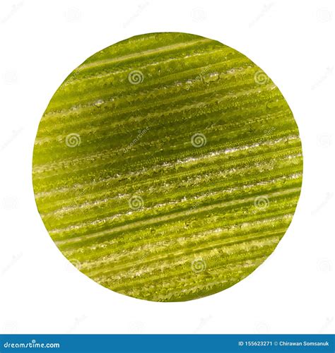 C Lulas En Las Plantas Verdes De La Hoja Con El Microscopio Imagen De