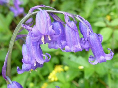 Photographs Of Lower Woods Nature Reserve Gloucestershire England