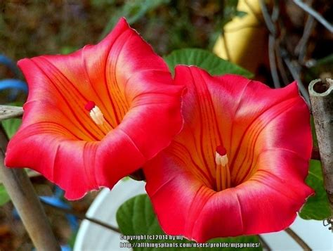 Photo Of The Bloom Of Hawaiian Bells Stictocardia Beraviensis Posted